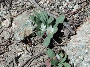 Small green plant with white flowers in rocky soil.