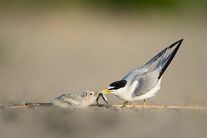 Adult tern feeding chick.