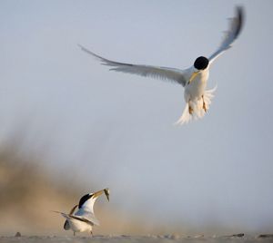 Two adult least terns in courtship ritual.