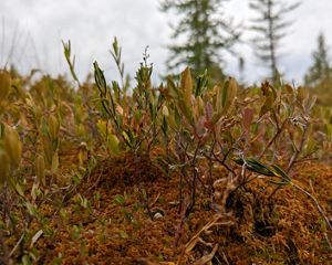 close up of a peat bog.