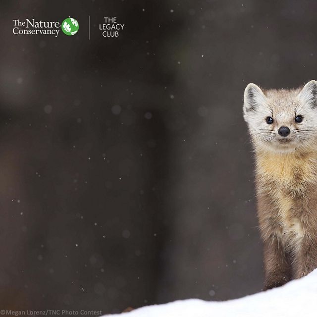 An American marten in the snow