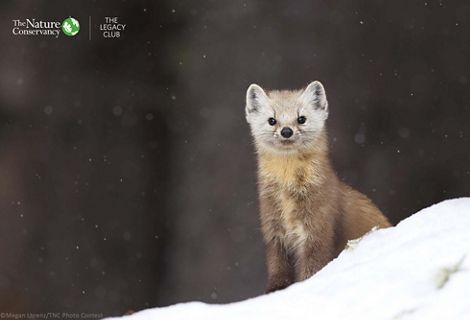 An American marten in the snow
