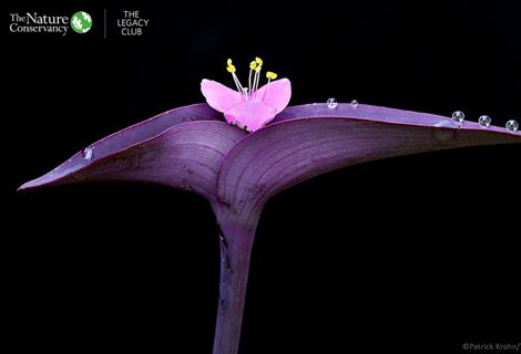 a single colorful stem splits into two leaves, with a blooming flower in the center
