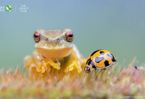 Whirring Tree Frog and ladybug on a hairy plant