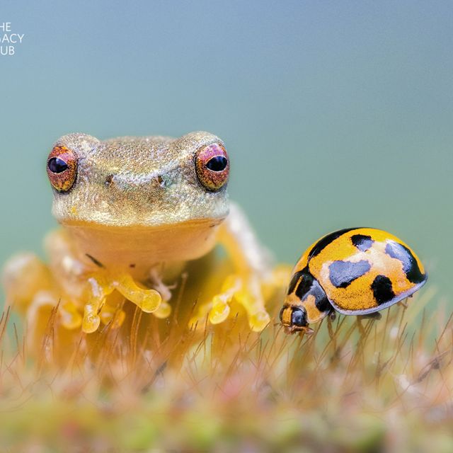 Whirring Tree Frog and ladybug on a hairy plant