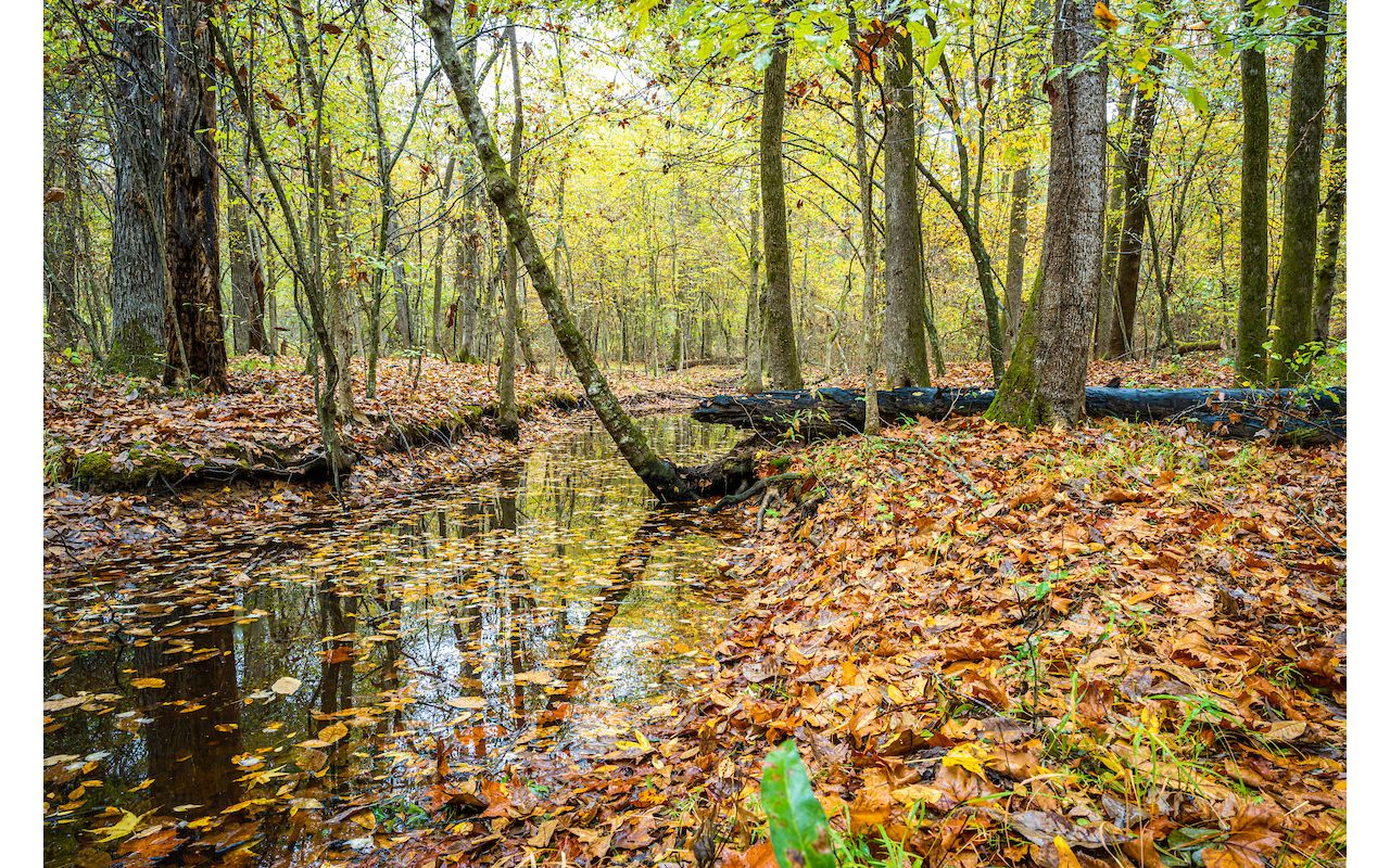 Lennox Woods Preserve The Nature Conservancy