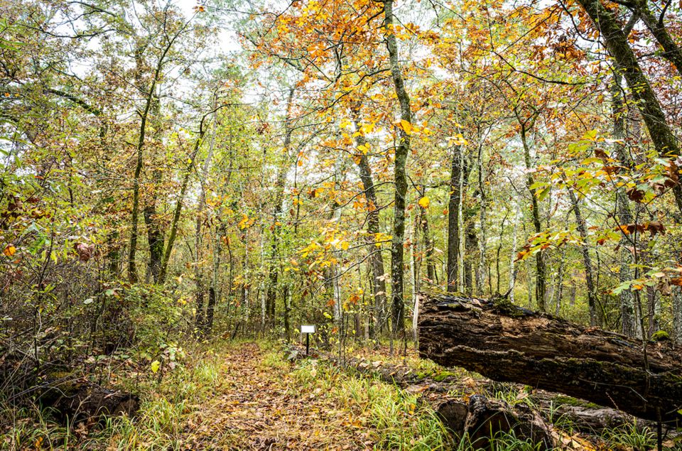 Lennox Woods Preserve The Nature Conservancy
