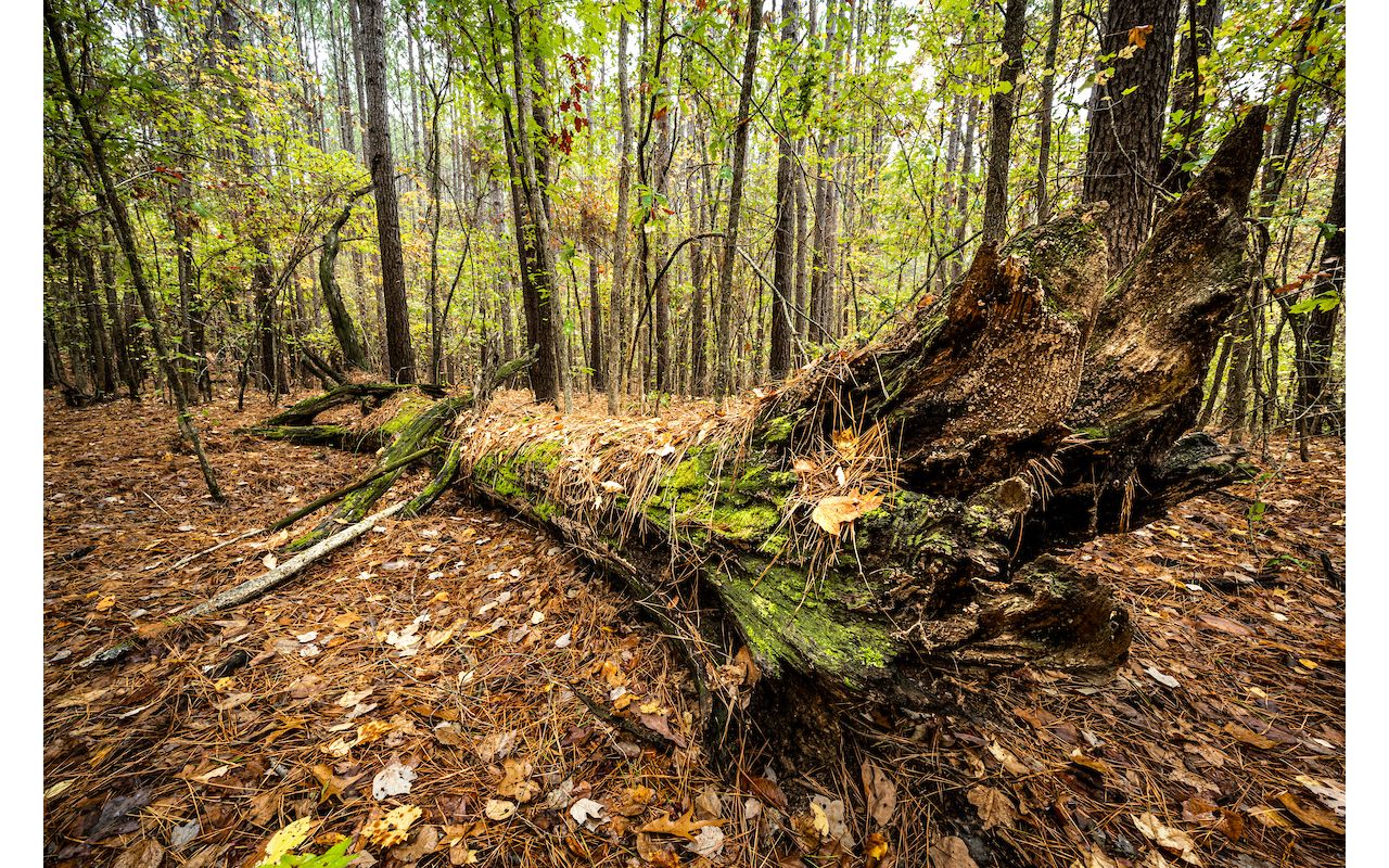 Lennox Woods Preserve The Nature Conservancy