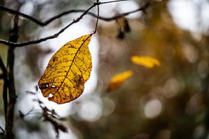 A closeup of a brown leaf, about to fall from a thin branch.