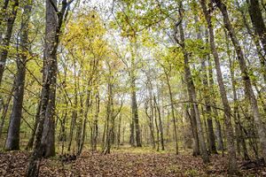 Yellow leaves adorn a stand of tall trees.