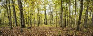 A thick stand of trees with green, orange, and red leaves and a densely covered forest floor.
