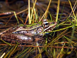 A southern leopard frog is in a grassy wetland.