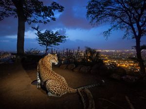 On a hill overlooking Mumbai, a man-made water hole attracts one of an estimated 35 leopards living in and around Sanjay Gandhi National Park, India.