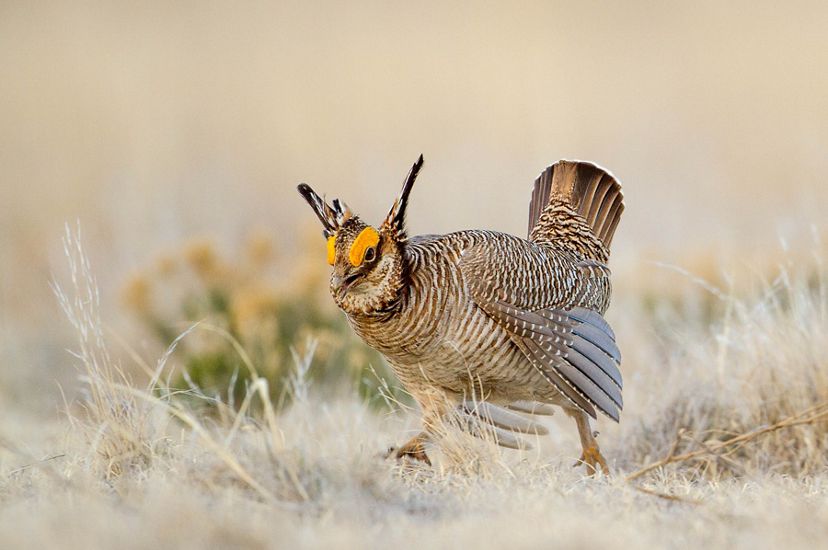 Lesser prairie-chicken running towards the camera in open field.