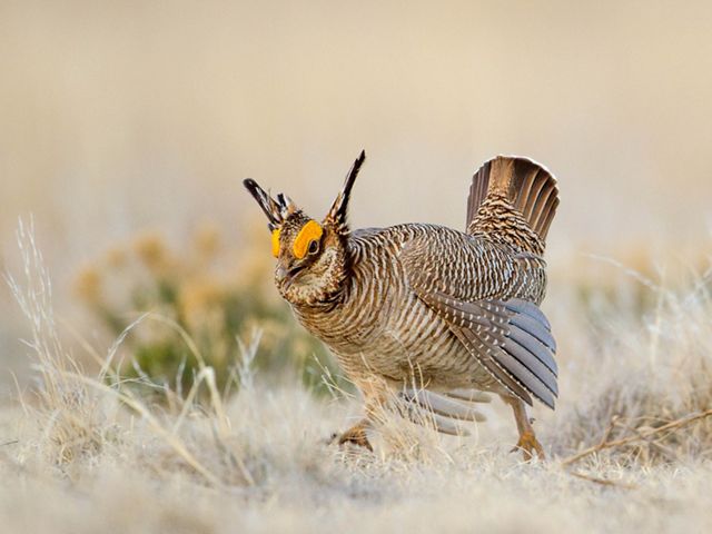A prairie chicken runs towards the camera through dry grass.