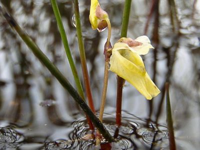 A pale yellow lesser bladderwort flower is growing in shallow water. The stems are brown and green.