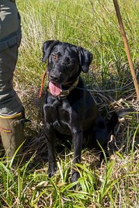 A black dog sits on the grass with their tongue out.