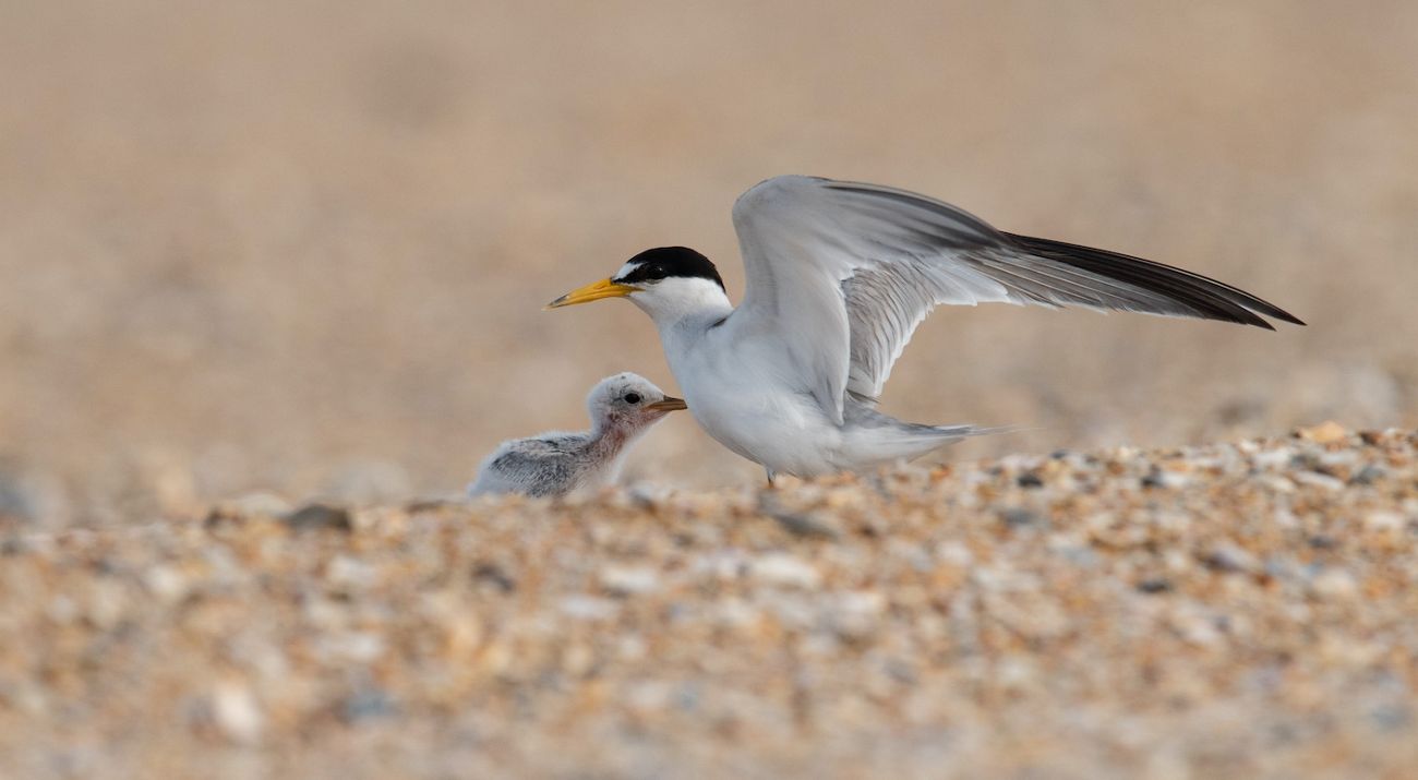 A least tern bird with a chick on beach sand.