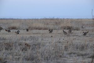 Lesser Prairie-Chicken Lek running on the field.