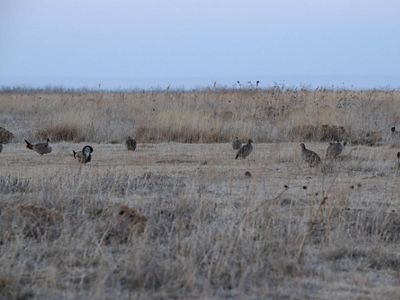Lesser Prairie-Chicken Lek running on the field.