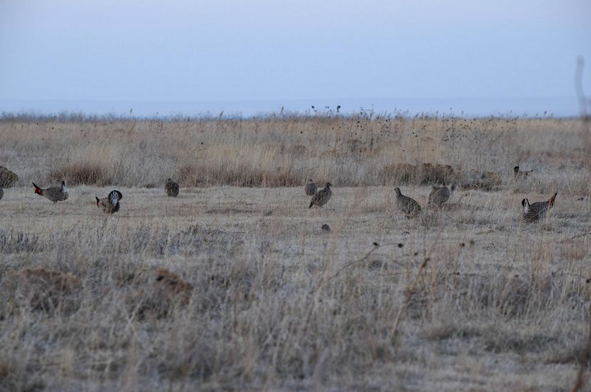 A group of about 10 prairie chickens in a field.