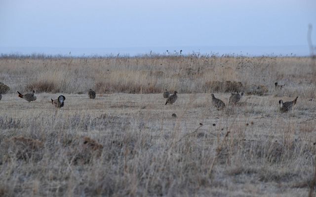 A group of about 10 prairie chickens in a field.