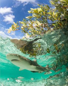 A shark swims through blue waters under the branch of a tree.
