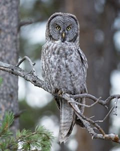 A close up of a gray owl sitting in a tree. 