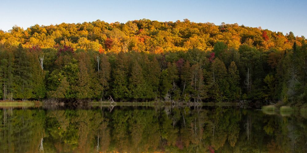 A forest in the fall with a lake in the foreground.