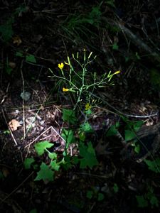 An image of a green leafy plant with yellow flowers.