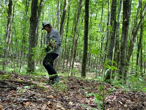 A person pulling invasive plants in a forest.