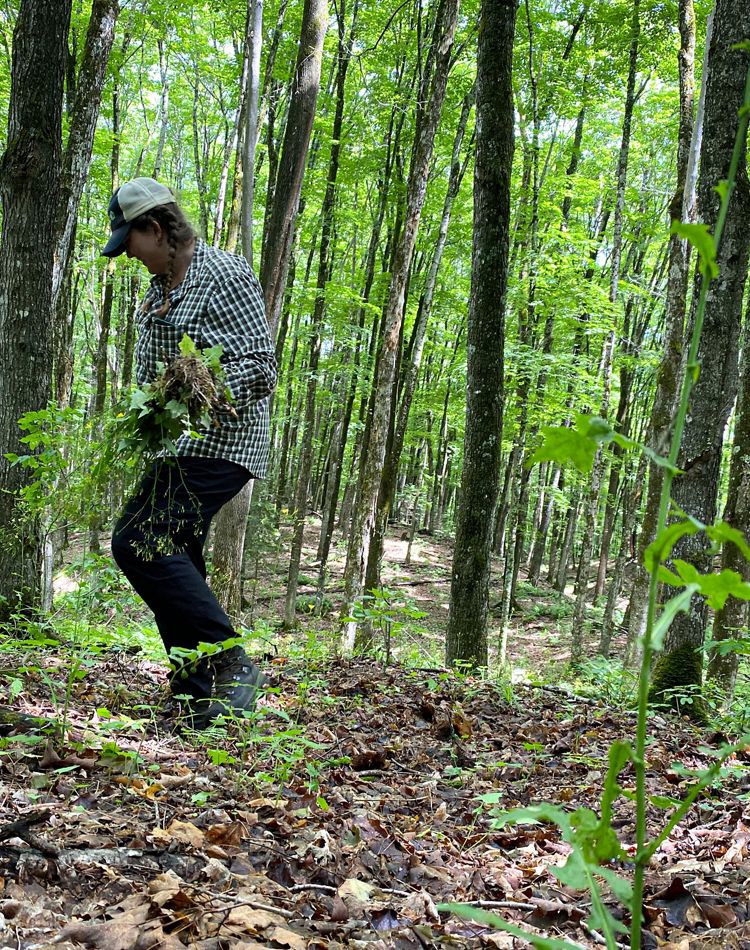 A person pulling invasive plants in a forest.