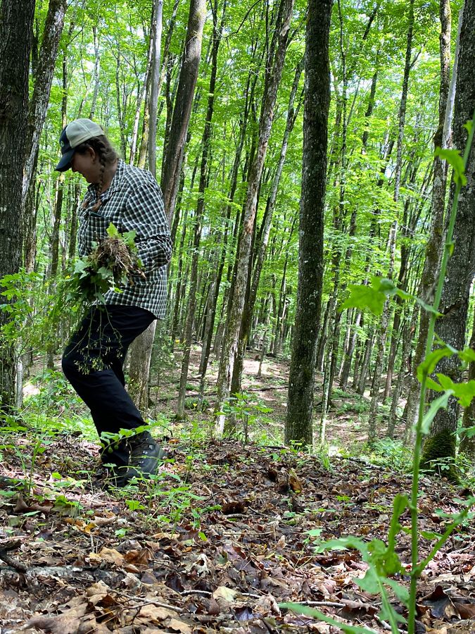 A person pulling invasive plants in a forest.