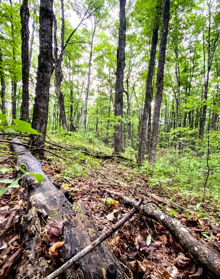 Fallen trees and branches in the woods.