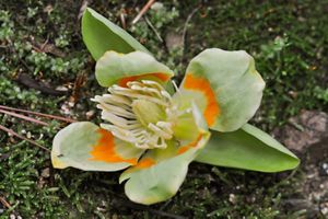 Light green flower with orange details.