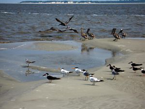 Big brown pelicans, small black and white terns and skimmers, and gray sea gulls stand on the coast as waves wash ashore. 