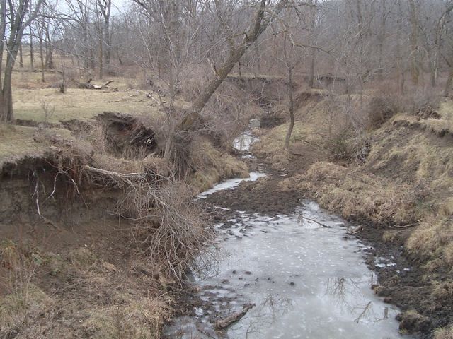 Severely eroded streambank with trees and brush falling into a small creek.