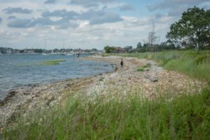 A person walks along the rocks and marsh grass that make up the living shoreline at Coughlin Park in Winthrop, MA. The water of Crystal Cove is on the left, with boats anchored in the shallows.