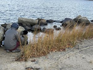 Podcast producer Jay Feinstein kneels down along the shoreline at Collins Cove, holding the microphone out over the water to capture background sounds.