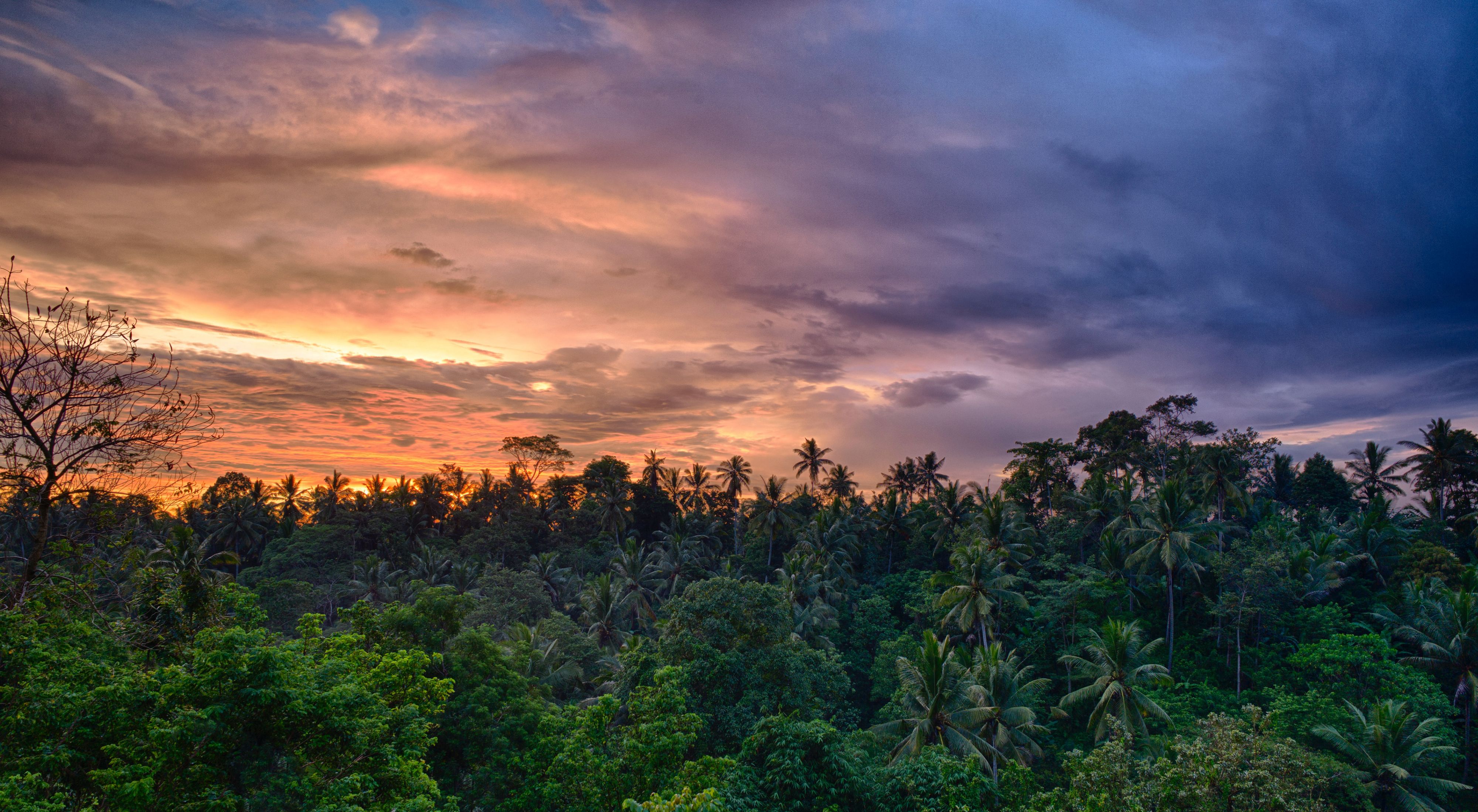 The sun sets over a tropical forest near Bali, Indonesia.