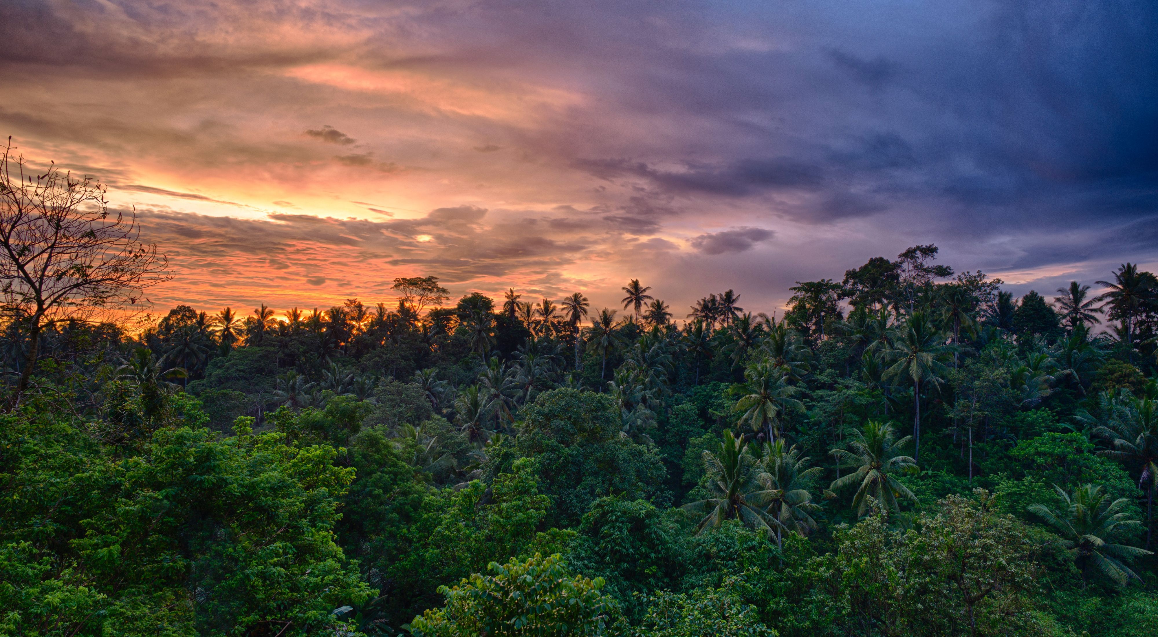 a colorful sunset over a lush, tropical forest in Indonesia
