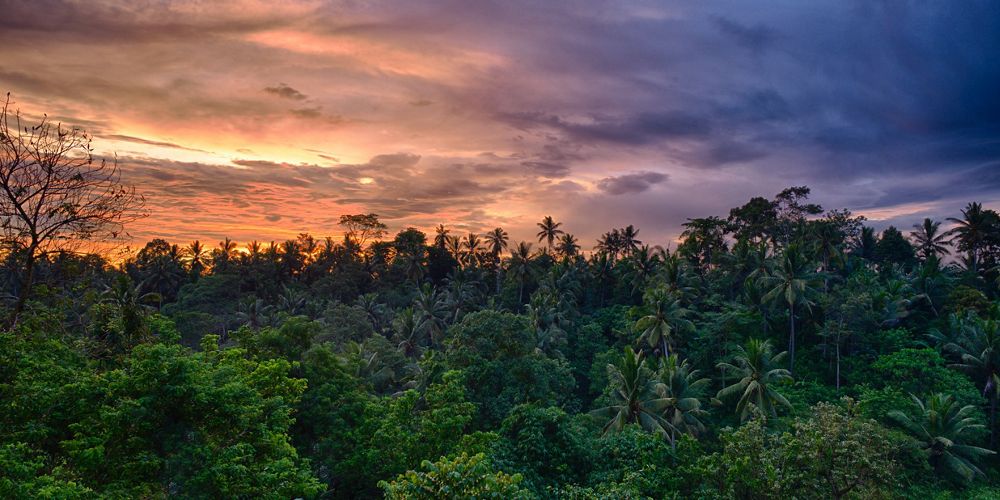 A sunset over the top of a tropical forest in Indonesia.