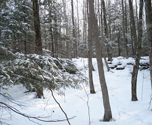 Snow blankets the ground and tree branches in a forest in winter.