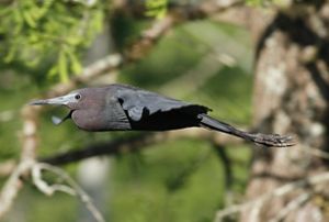 A gray-blue bird flies through the air near a forest.