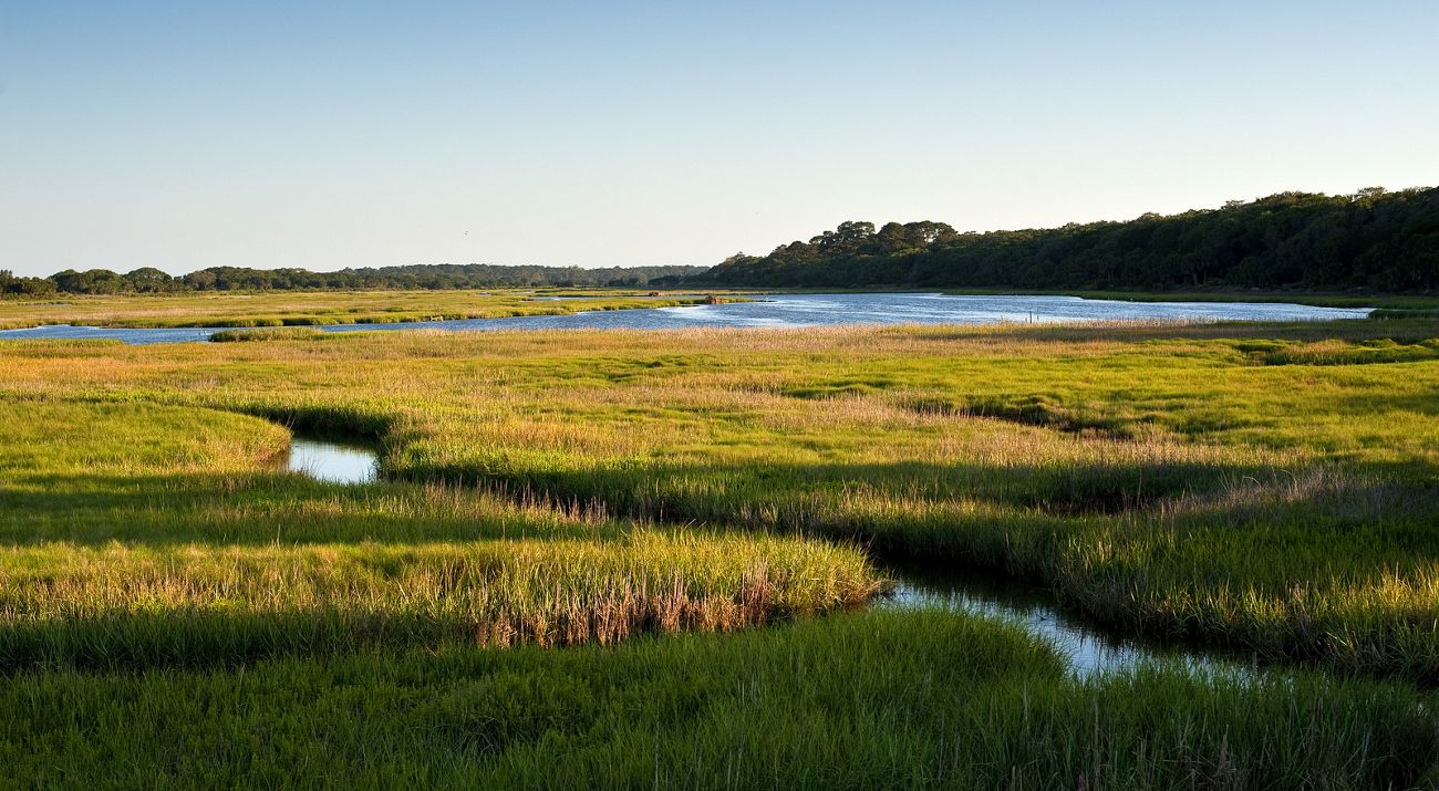 Waterways cut though coastal grasses with forest in the distance.