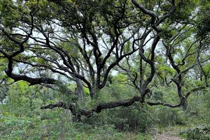 A tree's branches spread out to cover a large portion of the surrounding forest.