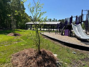 A newly planted tree grows next to a playground in a park.
