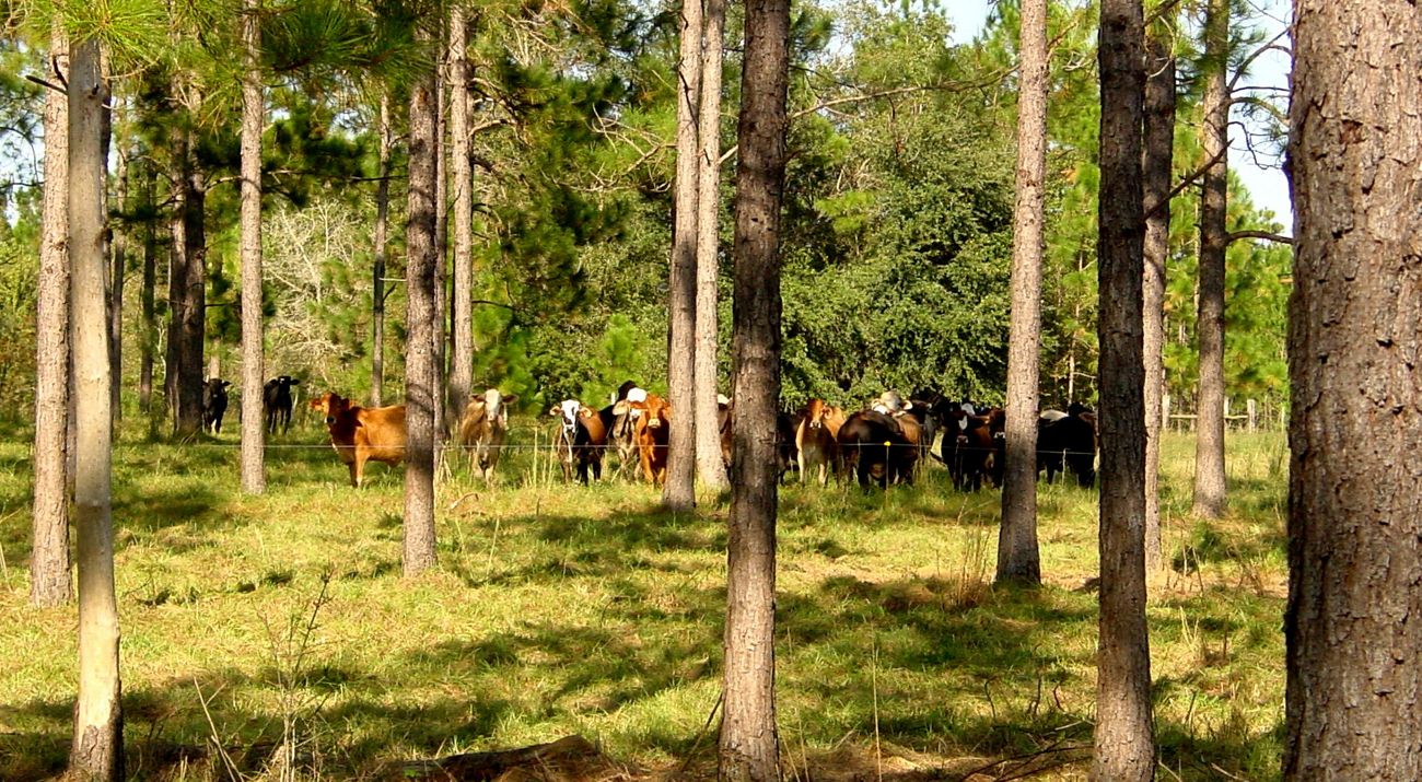 Livestock grazing among trees in a silvopasture paddock.