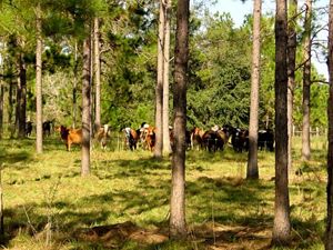 Livestock grazing among trees in a silvopasture paddock.
