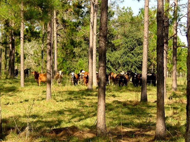 livestock grazing in pasture shaded by trees